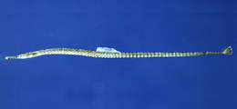 Image of seaweed pipefish