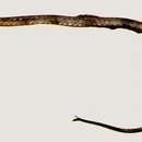 Image of Trachyrhamphus serratus (Temminck & Schlegel 1850)