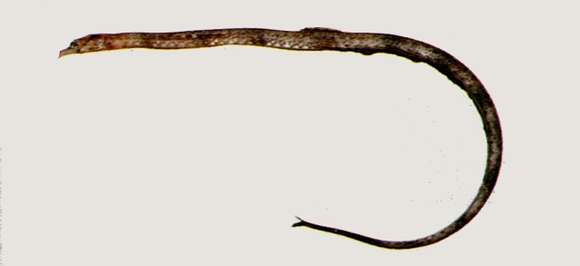 Image of Trachyrhamphus