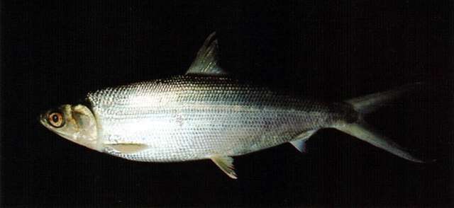 Image of milkfishes