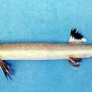 Image of Bighead beaked sandfish