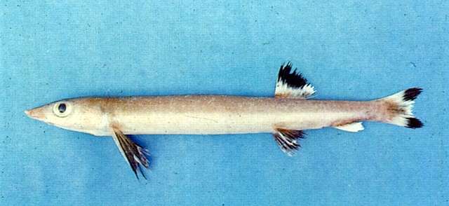 Image of Beaked salmon