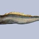 Image of Slender ribbonfish