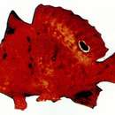 Image of Brackish water anglerfish
