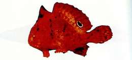 Image of Brackish water anglerfish