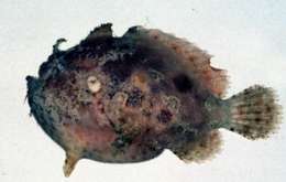 Image of Antennatus