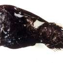 Image of Horned lantern fish