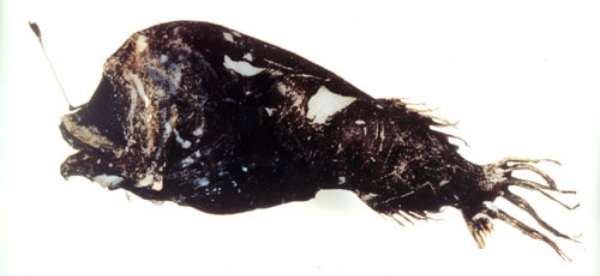 Image of horned lantern fish