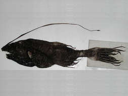 Image of whipnose seadevils