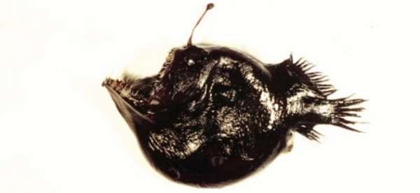 Image de Melanocetidae