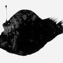 Image of Black deep-sea angler