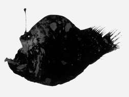 Image of black seadevils