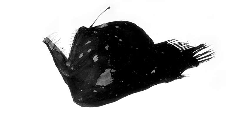 Image of black seadevils