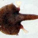 Image of Marbled seabat