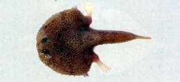 Image of Halicmetus