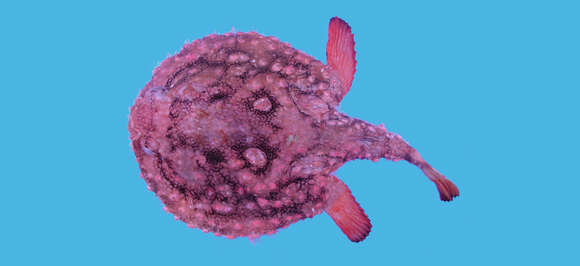 Image of Halieutaea