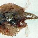 Image of Anglerfish Batfish