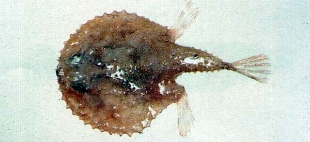 Image of Halieutaea