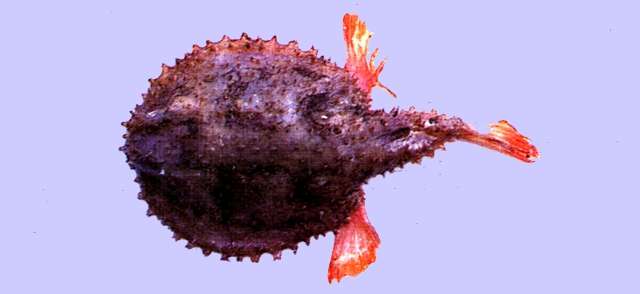 Image of Halieutaea