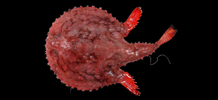 Image of Halieutaea