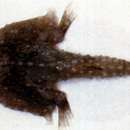 Image of Ring triangular batfish