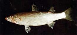 Image of Eastern keelback mullet