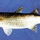 Image of Berneo-mullet
