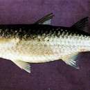 Image of Brown-backed mullet
