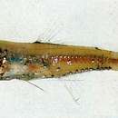 Image of Opaline Lanternfish