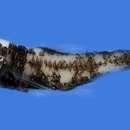 Image of Dimple lanternfish