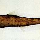 Image of Golden-nosed lantern fish