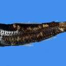 Image of Garman&#39;s lanternfish