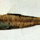 Image of Sealed headlightfish