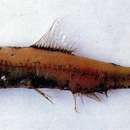 Image of horned lanternfish