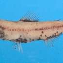 Image of Watase&#39;s lanternfish