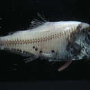 Image of Chubby Flashlight Fish