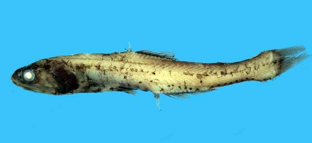 Image of Lampanyctus