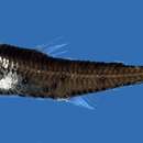 Image of Cuvier&;s lantern-fish
