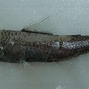 Image of Black lantern fish