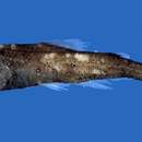 Image of Evermann&;s lantern fish