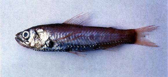 Image of Neoscopelus