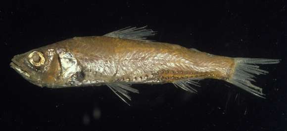 Image of Neoscopelus