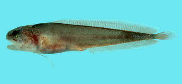 Image of Brosmophyciops