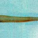 Image of Pinhead pearlfish