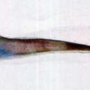 Image of Assfish