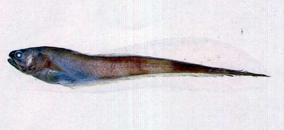 Image of Pyramodon