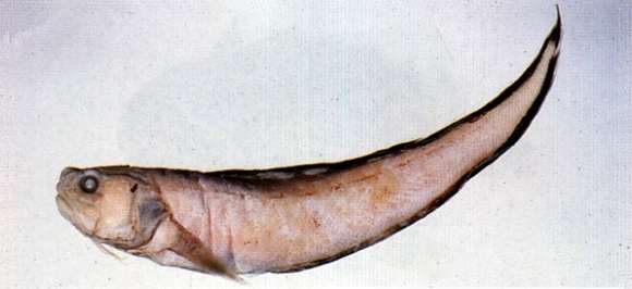 Image of Hoplobrotula