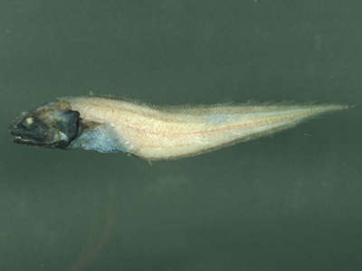 Image of Monomitopus