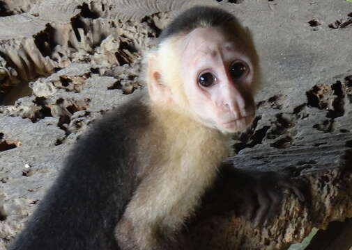 Image of white-faced capuchin