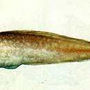 Image of Cusk eel